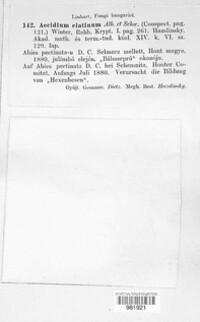 Melampsorella elatina image